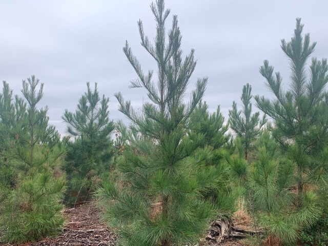 A fantastic form-ula for Southeast US forest investment --- loamy sand soil, retained organic matter, genetics with great form, great survival and proper planting density.