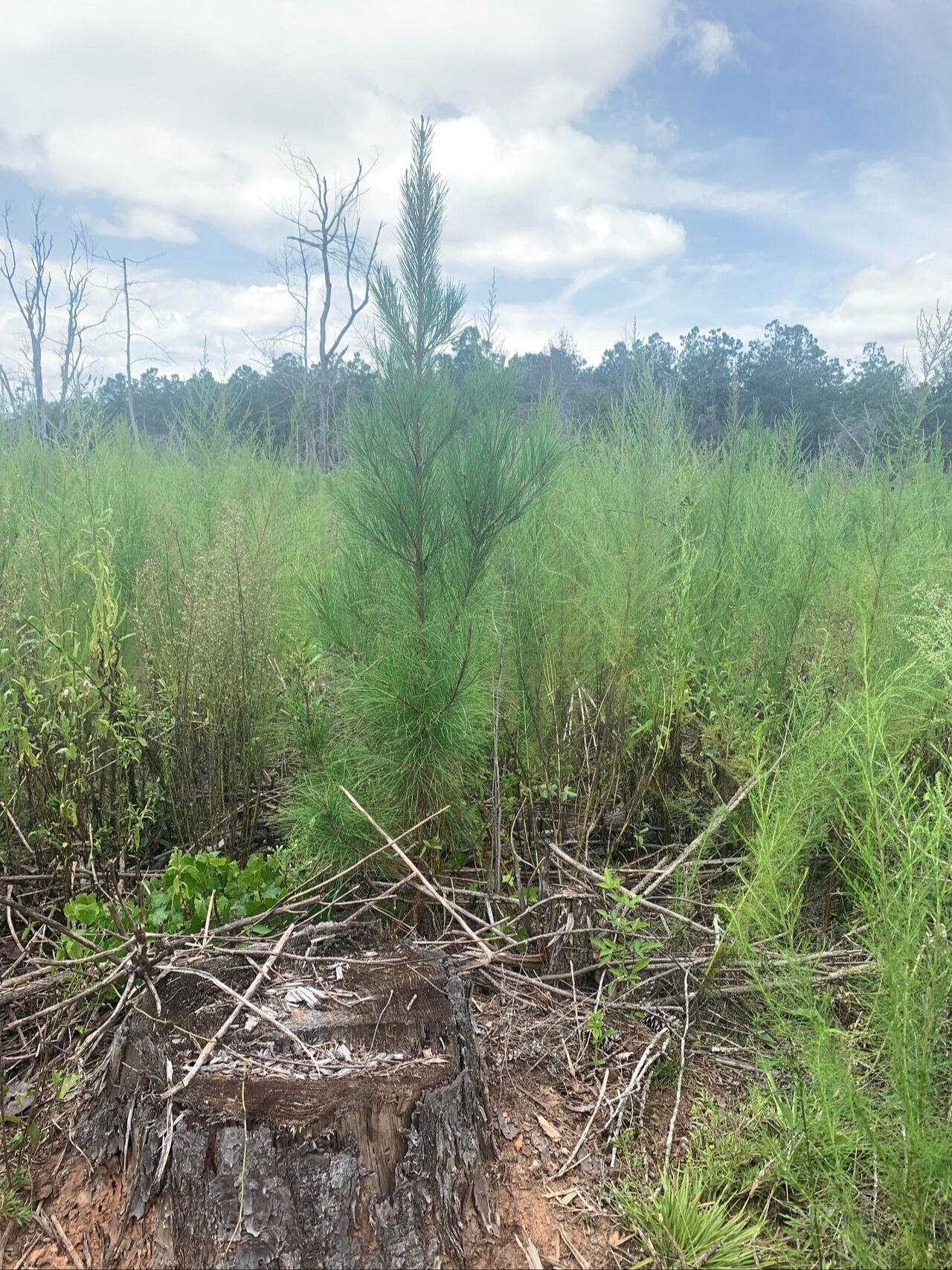 Extreme loblolly pine branch control and height allocation options from GenTreeXT (Copy-1)