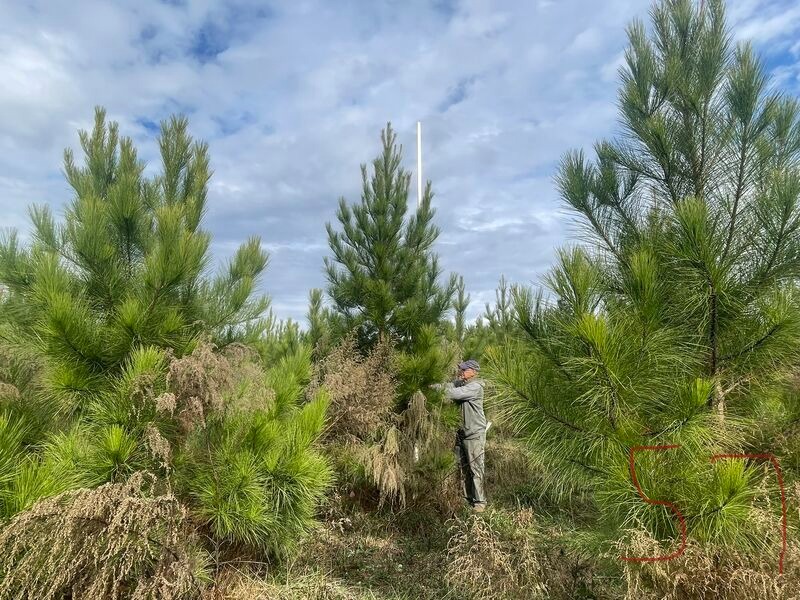 It’s like Christmas come early! What? Pine tree progeny test data, of course!