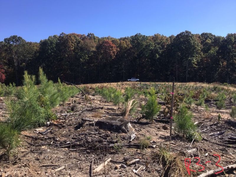 3’ average height loblolly pine at the end of the first growing season? 