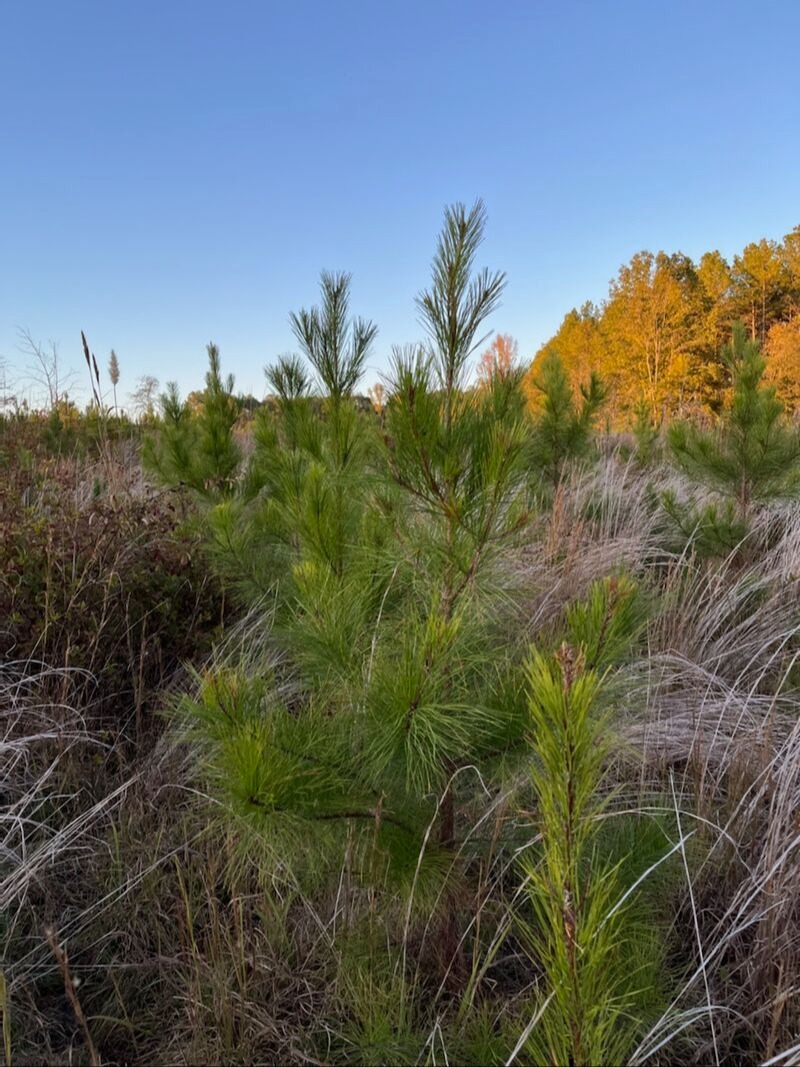 GenTreeXT genetically improved loblolly pine trees showing off great form in N. Mississippi