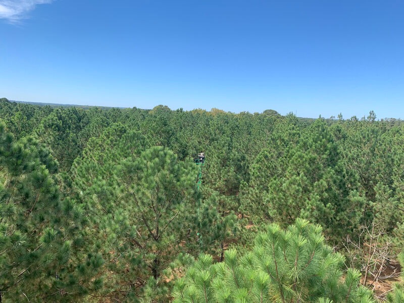 Pine cone cutter comradery, strong cone yields, and great weather --- all are a blessing.