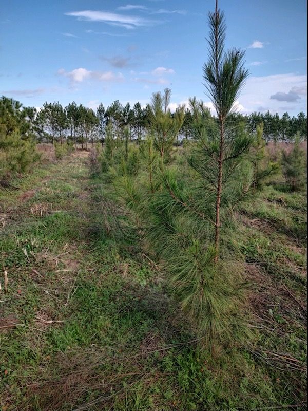 GenTreeXT open-pollinated loblolly pine plantation pics rolling in from Southwest Georgia this week!