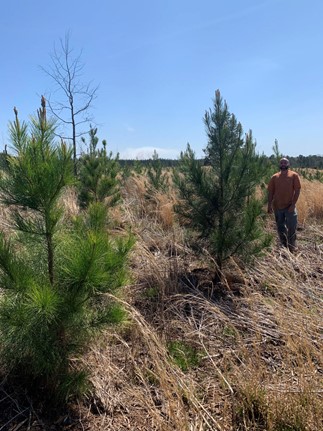 These 2-year GentreeXT CMP-infused loblolly pine seedlings are off to an incredible start