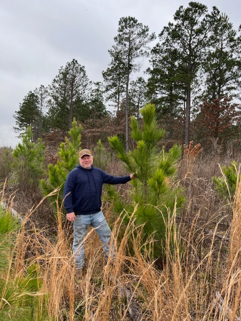 GenTreeXT loblolly CMP-infused seedlings looking strong on the Western fringe of the US South pine range!